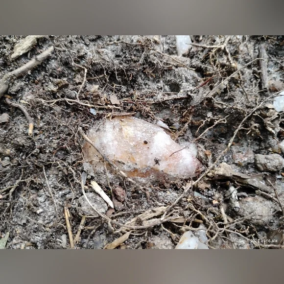 Unharvested Quartz Stone - Picture 1 of 1